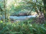 Brush creek